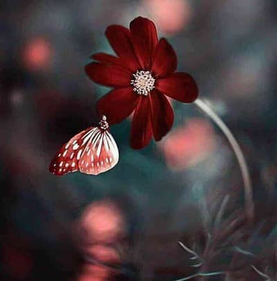 Noor Fatima