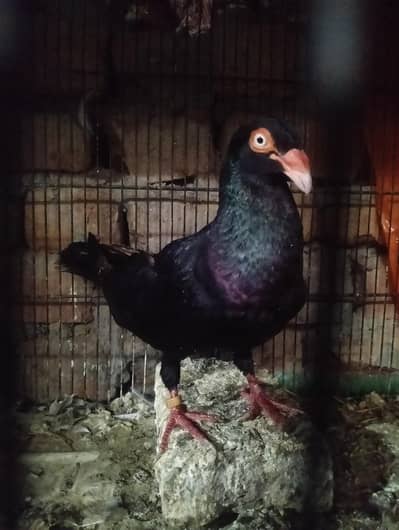 Jet black Danish Breader Male For sale and exchange