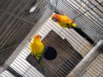 BREADER PAIR