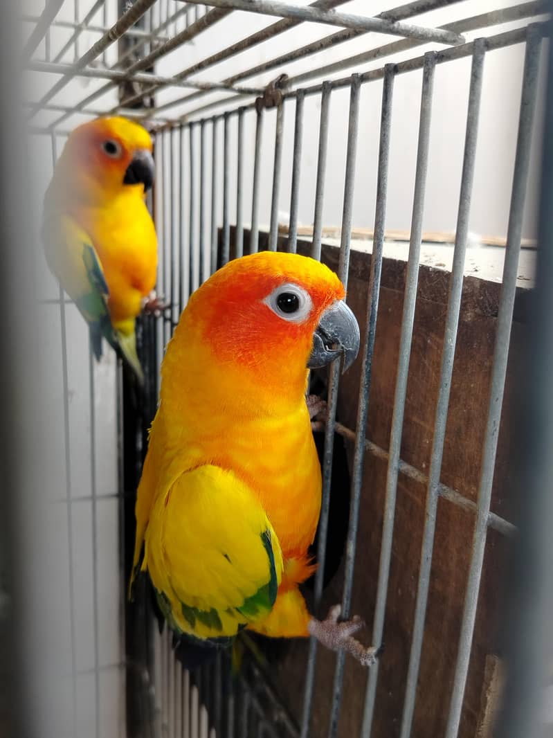 BREADER PAIR 2
