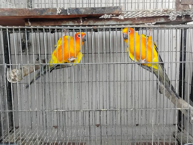 BREADER PAIR 3