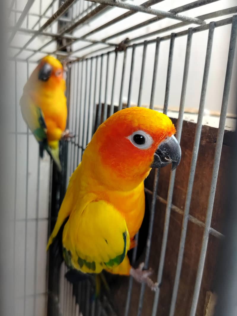 BREADER PAIR 4