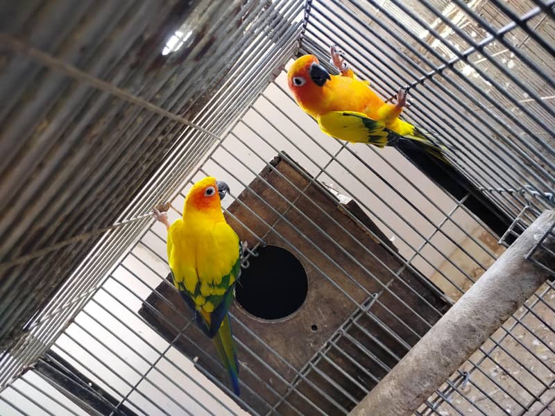 BREADER PAIR 5