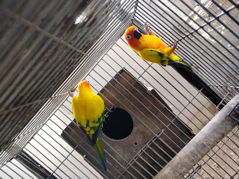 BREADER PAIR 6