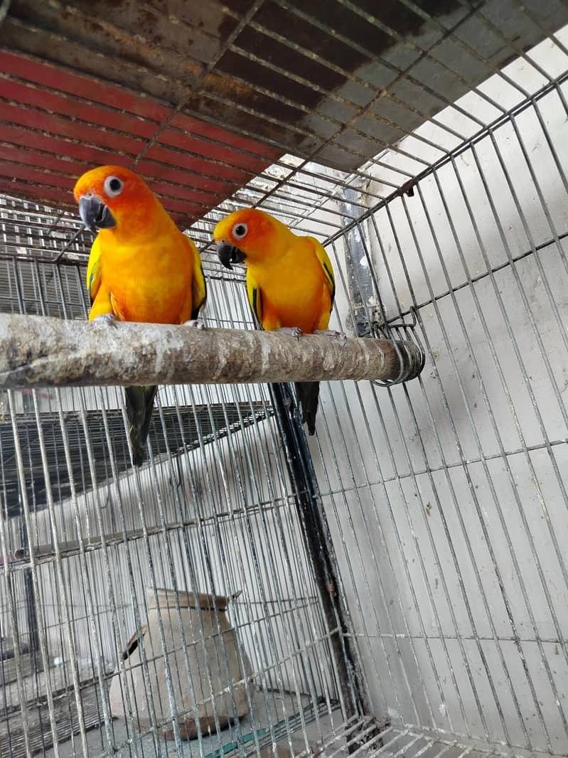 BREADER PAIR 7