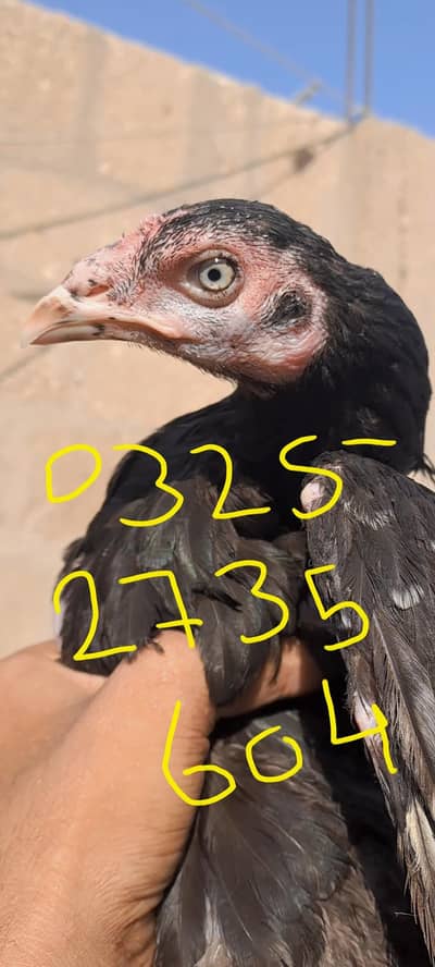 Kurak Aseel Madi