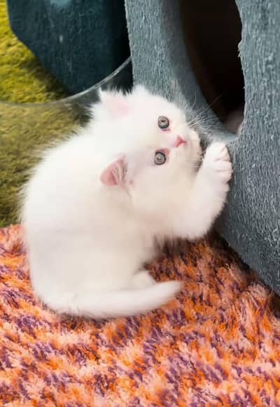 Persian kittens  Cats Kitty  O348  O29O  ω@tsp 146