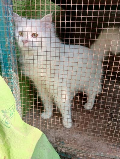 Persian cat
