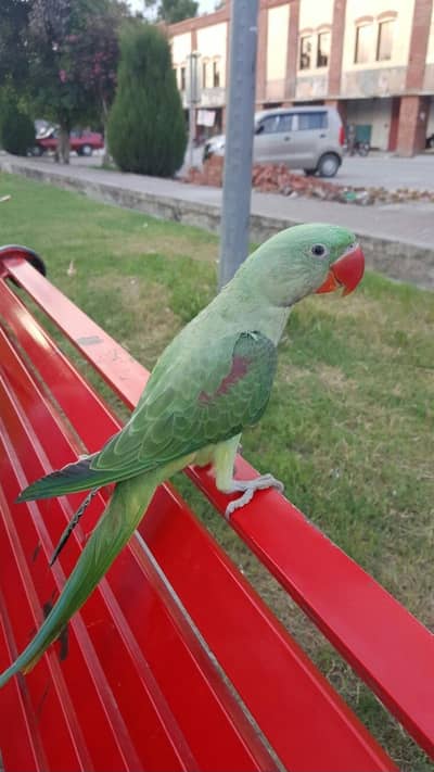 kashmiri raw parrot big size with cage