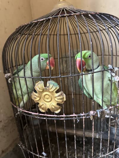 raw talking tamed pair full adult