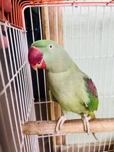 Im selling my parrot named by mithu a good learning parrot