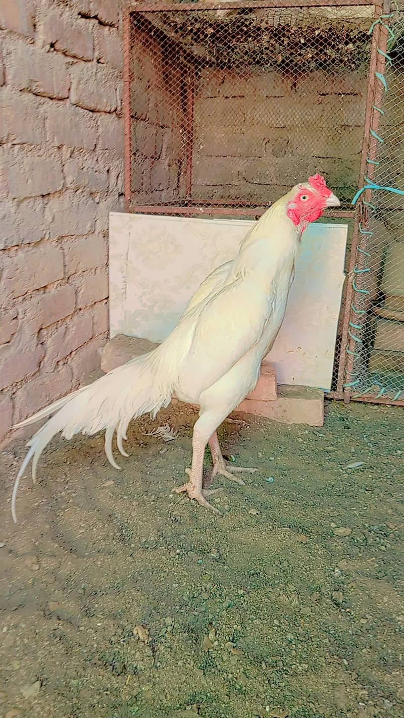 Heera patha 3