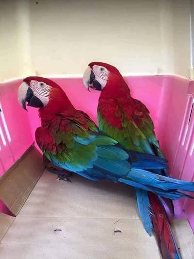 Red and green Scarlet Macau parrot for sale age 3 month 03127413980