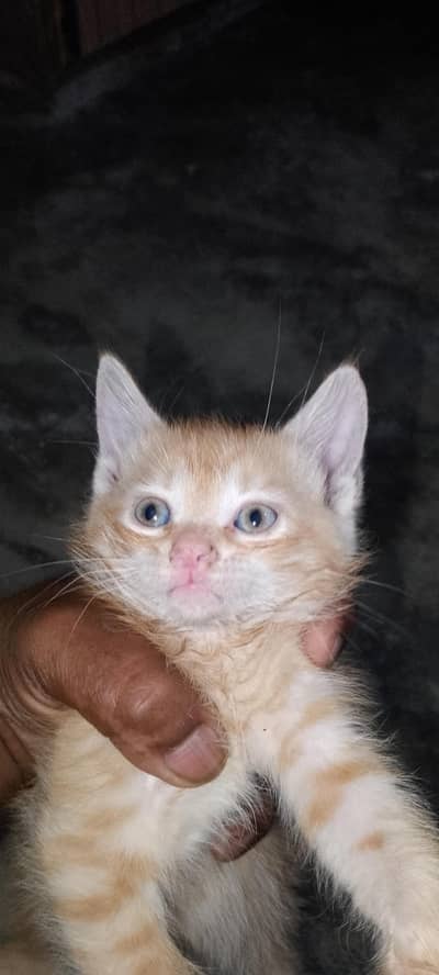white brown cat