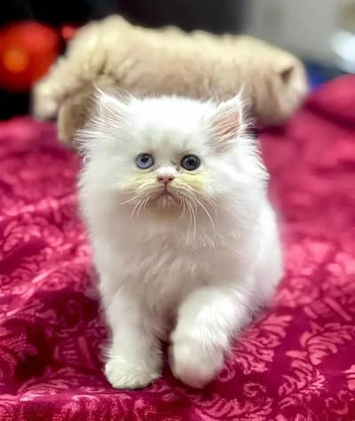 (Persian female kitten) (for sale all) (Pakistan delivery available)