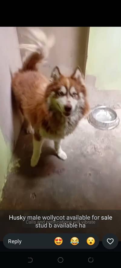 all dogs breed available for sale 03112781431 whats