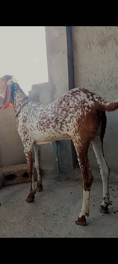 makhicheeni path forsale ,(03705933305) whatsapp