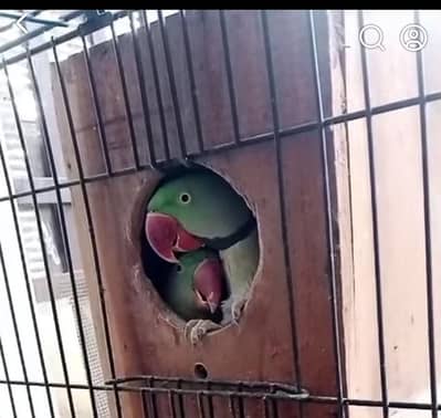 Kashmiri raw parrot