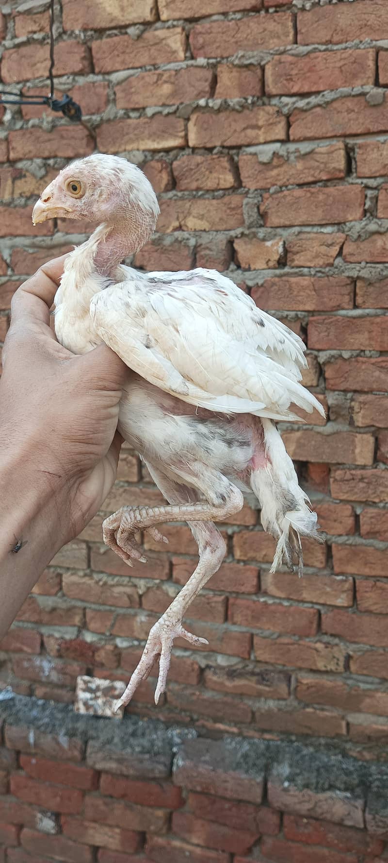 . chick's 0