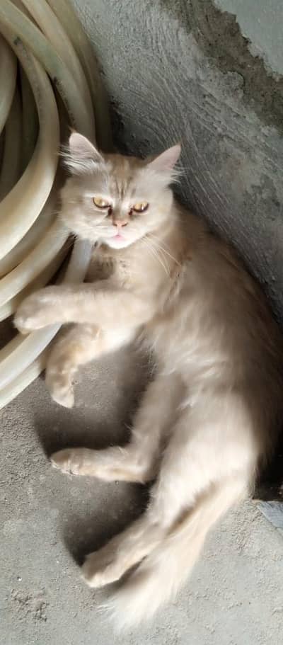 parshian male punch face cat double cort