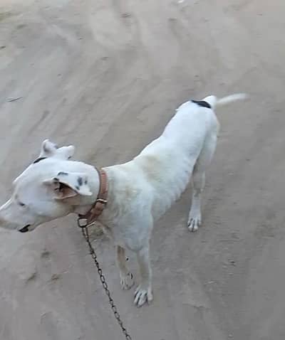 bully gultair mix patha for hight 25 in age 7 month show quality bacha