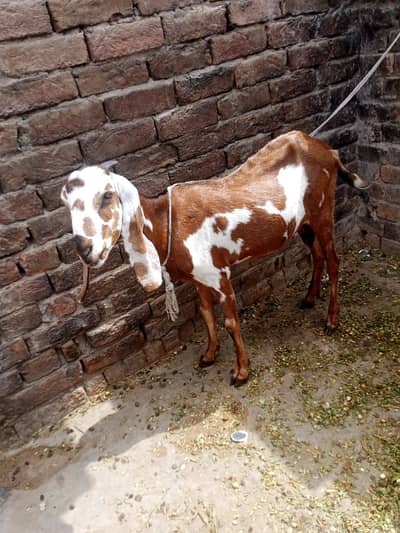 bakri ur bacha sel k leiy dastieab hai
