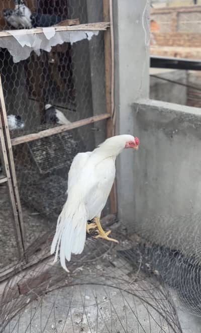 Pakistani Heera Aseel for sale