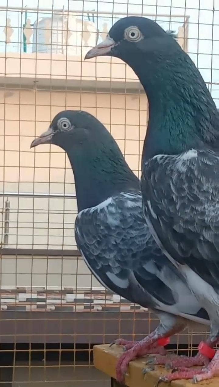 taddy 2