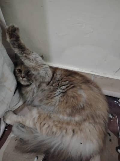 Persian cat for sell