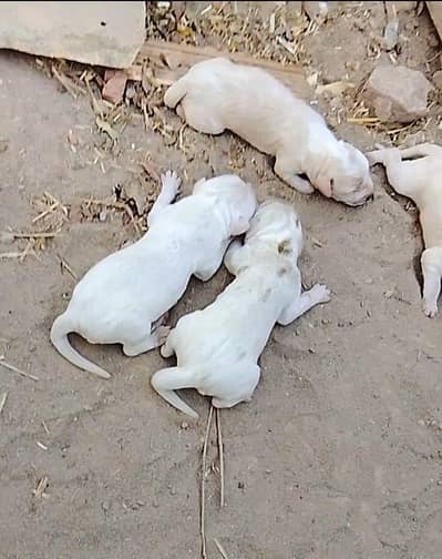 pure gultair puppies for sale in mandibhaudin city