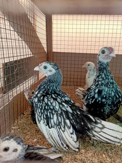 Silver Sebright Chicks