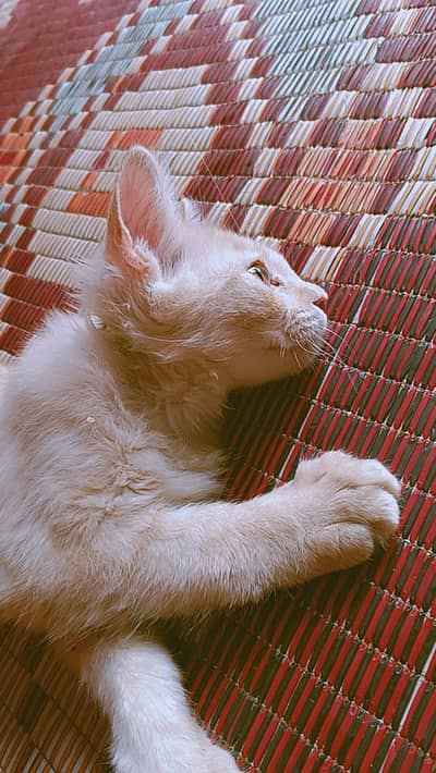 Persian
