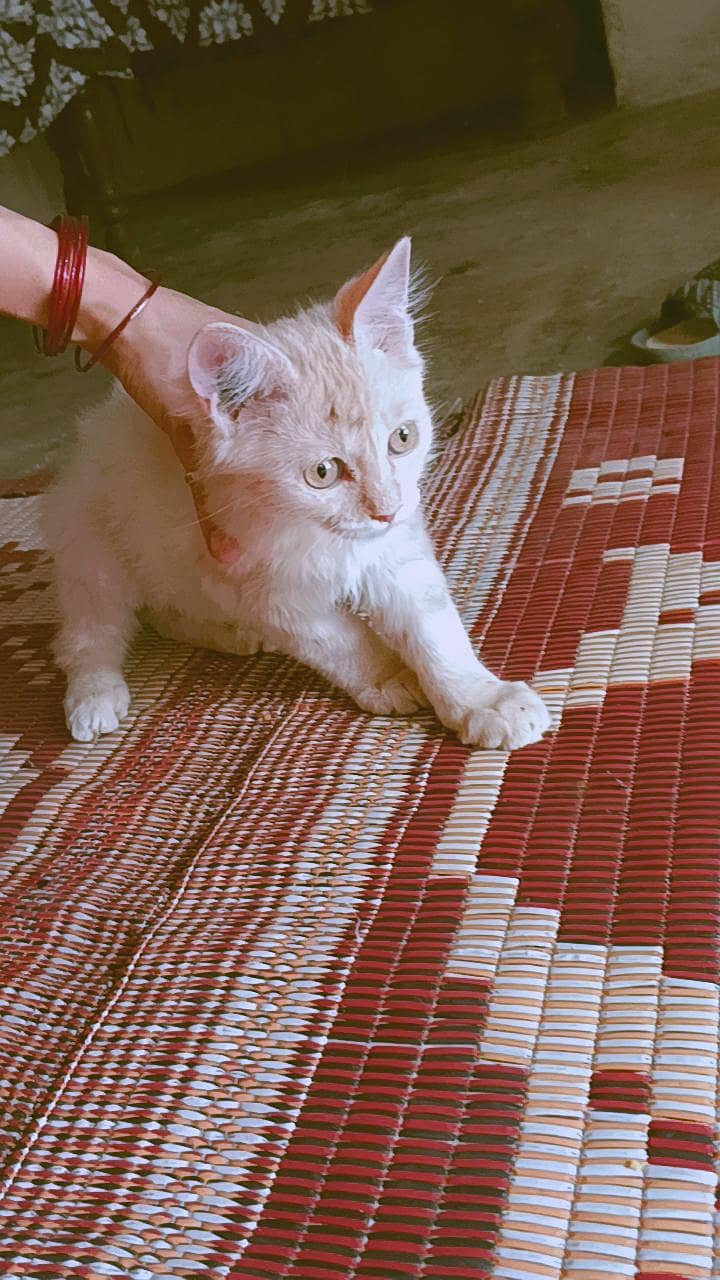 Persian 1
