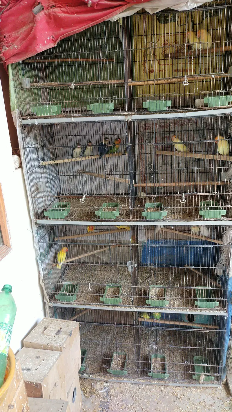 only cage for sale 11k pe cage — photo 2