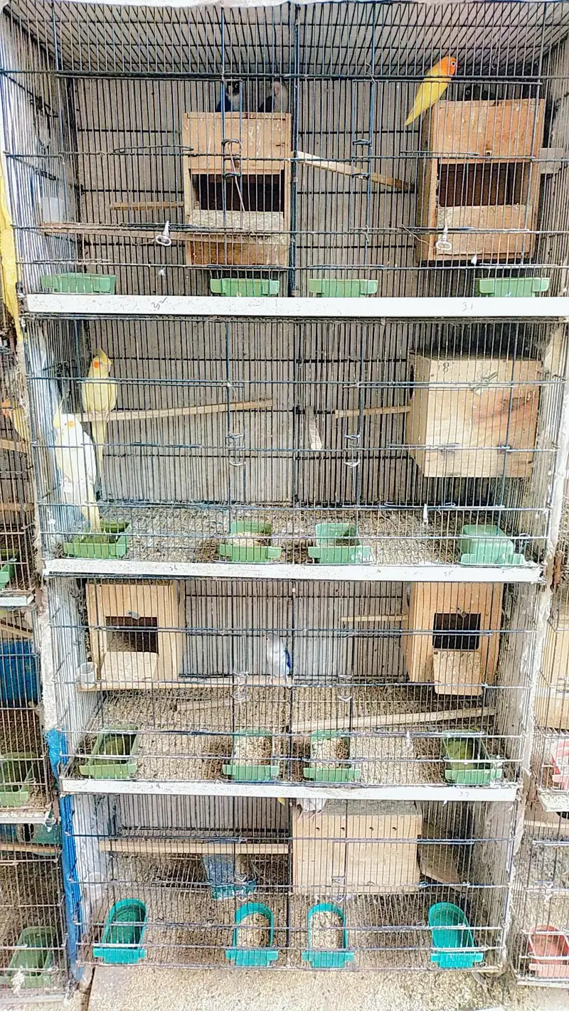only cage for sale 11k pe cage — photo 4