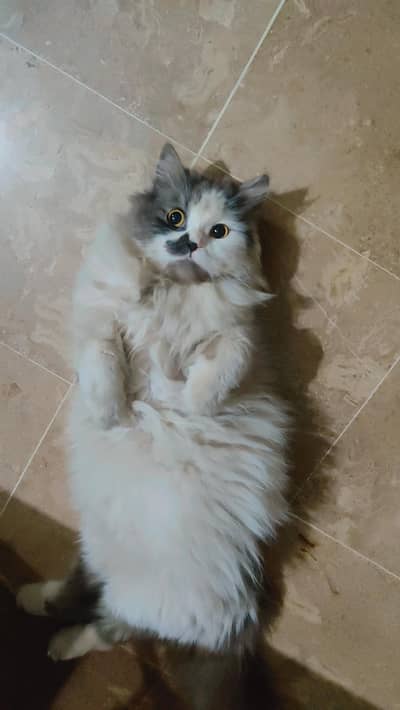 Persian Cat | Triple Coat | 3 Years Old
