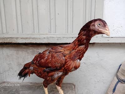 aseel hen bakramandi rawalpindi