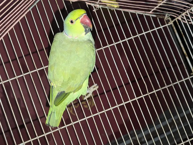 green meethuu — photo 2