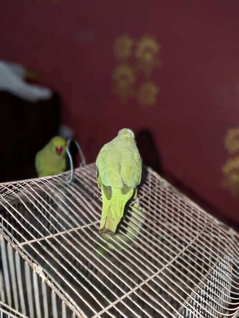 green meethuu — photo 6