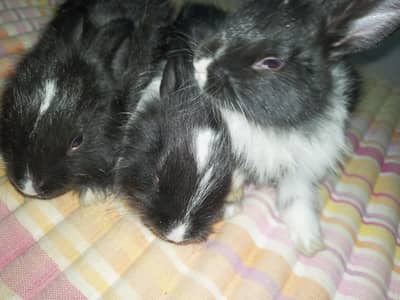Angora Rabbit bunnies