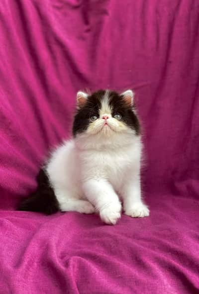 Persian cats My WhatsApp 03463968260 //@$#¥£¥¢¥£€€£€£