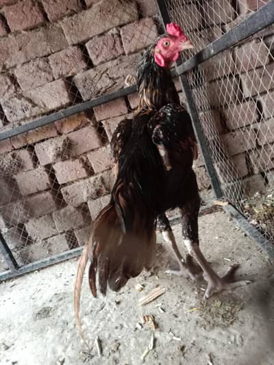Aseel patha for sale