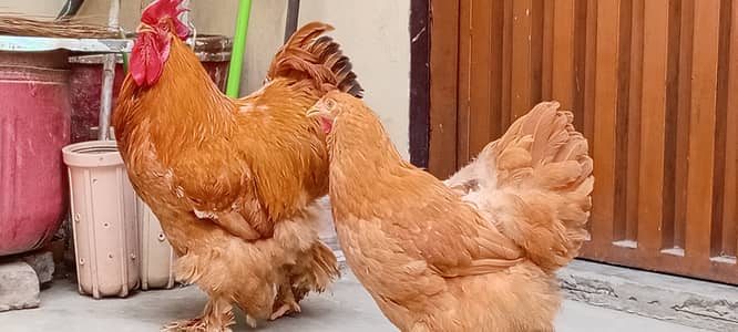 Golden buff hens pair of 9 months age