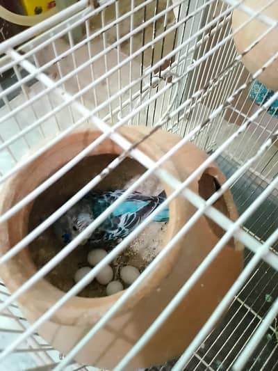 Australian Parrots For Sell