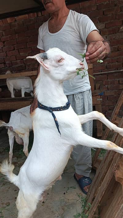 pure teda male bacha 0/3/2*1/4*9*3*5*9*6*9