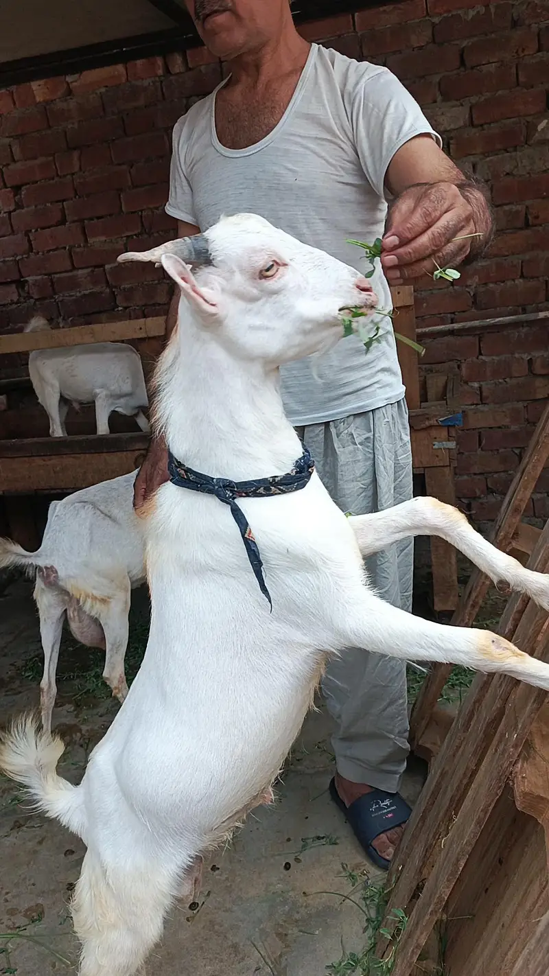 pure teda male bacha 0/3/2*1/4*9*3*5*9*6*9 — photo 2