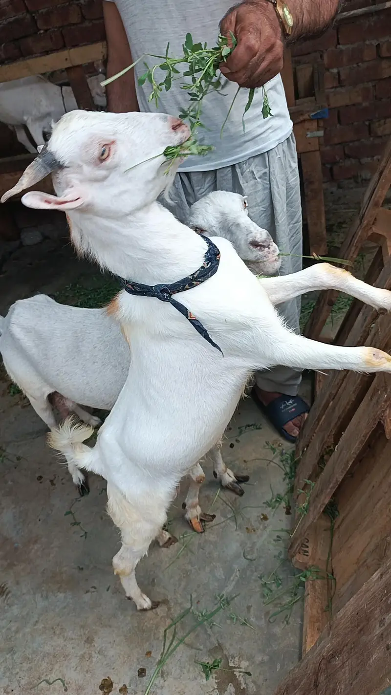pure teda male bacha 0/3/2*1/4*9*3*5*9*6*9 — photo 3