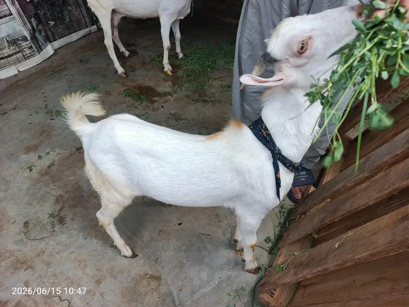 pure teda male bacha 0/3/2*1/4*9*3*5*9*6*9 — photo 4