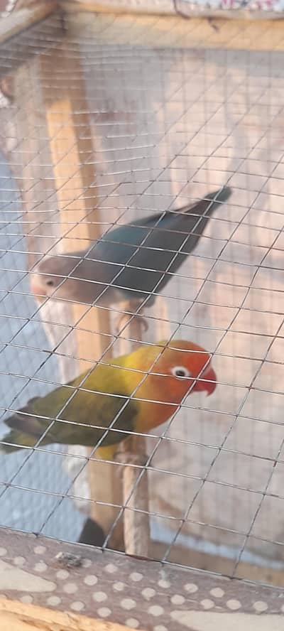 breeder pair