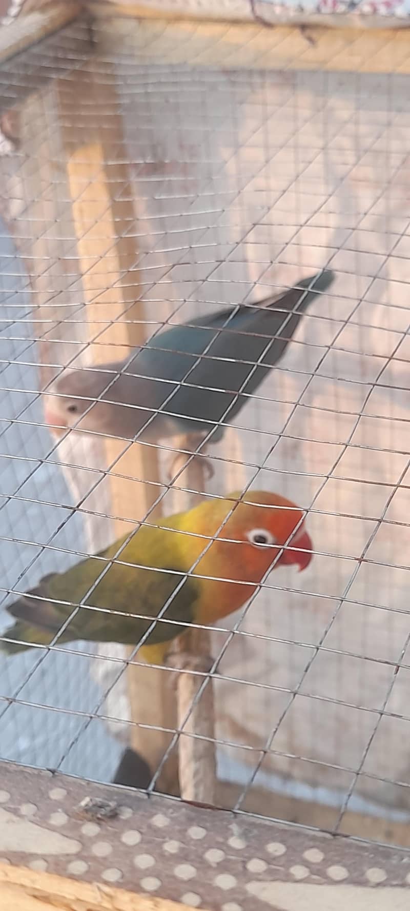 breeder pair 0